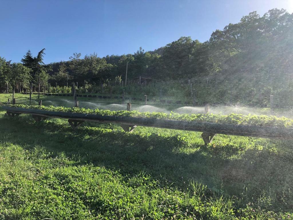 Tenuta Ca Di Bertucci Solignano Екстериор снимка